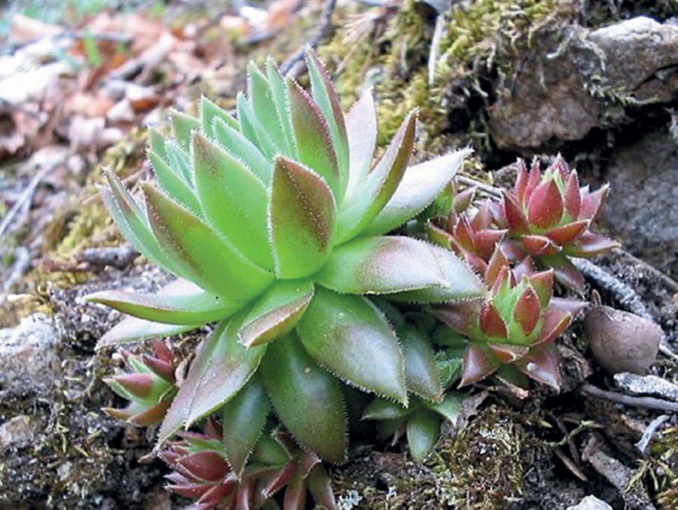 Trockenmauern an der Bergstraße - Flora und Fauna - Jahreszeiten regional erleben